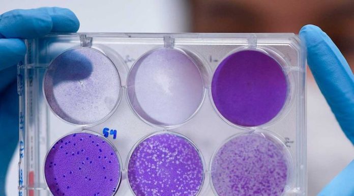 Century-Old Vaccine Investigated as a Weapon Against Coronavirus